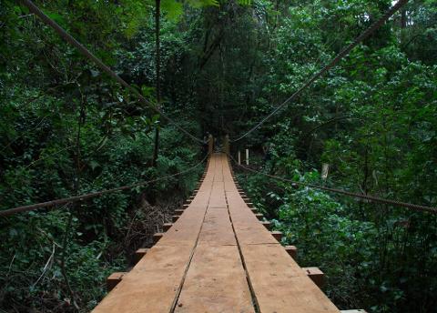 A wooden suspension bridge stretches into a lush, green forest, its rope railings disappearing into the dense foliage.