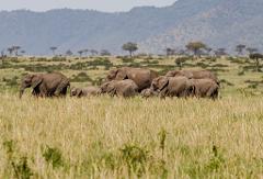 A herd of elephants walks across a grassy plain, with a few sparse trees and rolling hills in the background, in a serene African landscape.