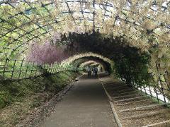 People stroll through a tunnel of wisteria vines, their lavender and white blossoms cascading from a metal framework overhead.