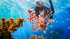 An underwater scene featuring a lionfish in focus with a diver in the background, alongside coral and beams of sunlight filtering through the water.