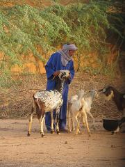 A man in a blue robe and turban is surrounded by goats in a dry, sandy landscape with trees and a wall in the background.