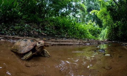 A turtle rests in shallow water surrounded by dense green vegetation.