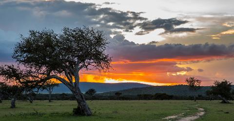A scenic African savanna landscape with a large tree in the foreground, a grassy field, and a vibrant orange and grey sunset in the background.