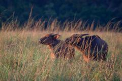 Two buffalos are visible in the tall grass of Wonga Wongue Reserve.