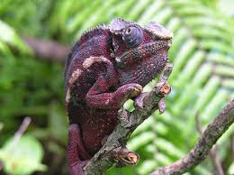 Here's a description of the image:A maroon-colored chameleon perches on a twig, looking sideways with its distinctive eyes and textured skin, against a lush green background.