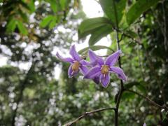 A close-up captures two vibrant purple flowers with yellow centers, blooming amidst a lush green background with blurred foliage and branches.
