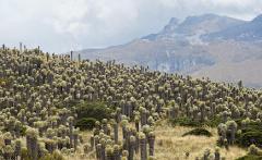 A dense field of tall, cylindrical frailejones plants fills a hilly landscape, with mountains and clouds in the background.