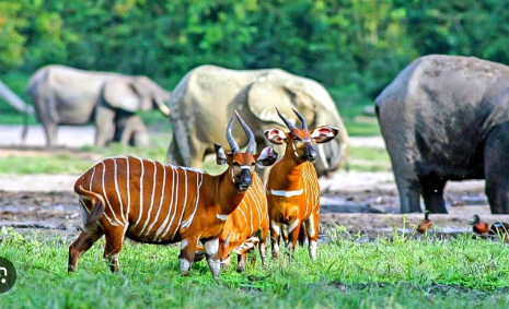 This image shows two Bongos in a grassy field with several elephants in the background.