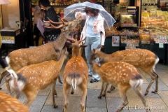 A woman holding an umbrella is surrounded by a group of deer in front of a shop in Nara, Japan.