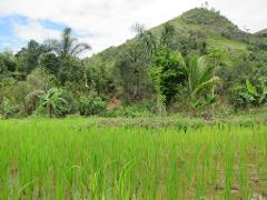 A vibrant green rice field is framed by lush tropical trees and a sloping hill under a partly cloudy sky.