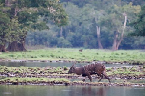 A Sitatunga antelope walks through a flooded savanna area with trees in the background.