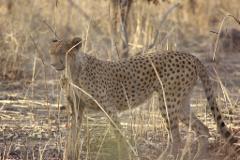 A cheetah stands in the tall, dry grass, its spotted coat blending with the environment.
