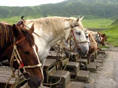 A row of horses with bridles stands on a stone platform in front of a lush green landscape with rolling hills.