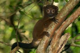 A brown lemur with a dark tail clings to a tree branch, peering forward with bright, curious eyes amidst green foliage.