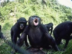 Kinshasa-Bonobos Encounter and Grand Circuit of Stanley the Explorer