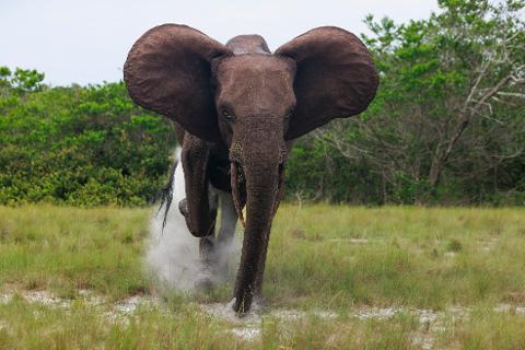 An elephant charges forward with its ears spread wide through a grassy field.
