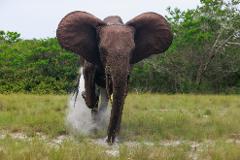An elephant charges forward with its ears spread wide through a grassy field.