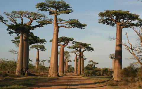 A dirt road winds through a landscape dotted with towering baobab trees in Madagascar.