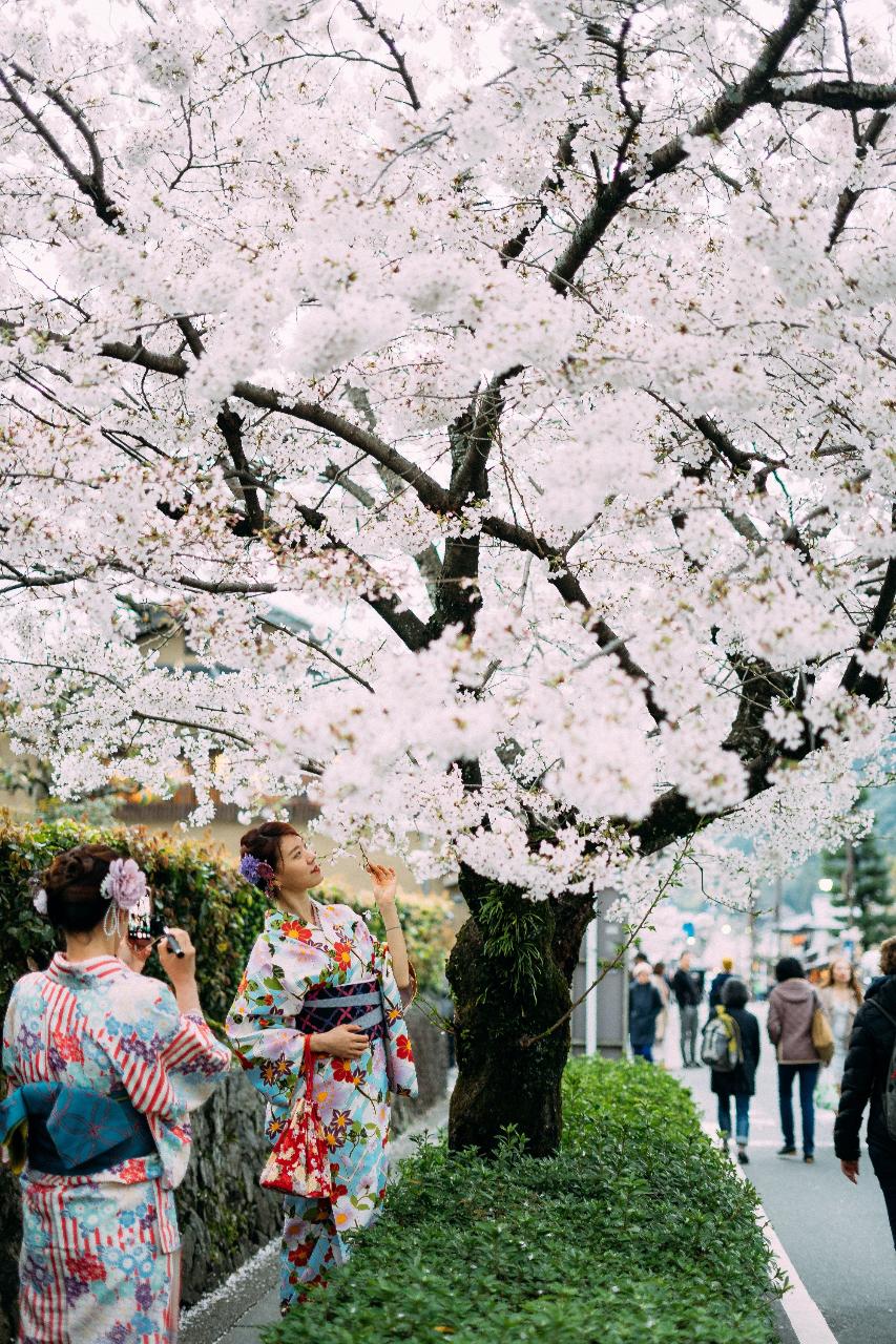 Kyoto Cherry Blossoms Experience on a Private Tour Vehicle