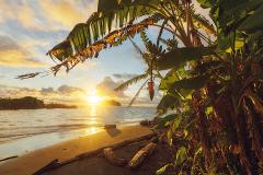 Golden sunset over a tropical beach, framed by a banana tree with fruit and flower, casting long shadows on the sand and ocean.