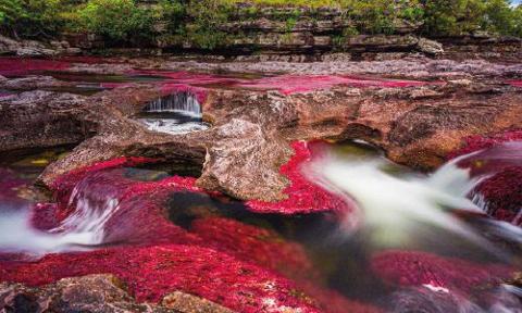 Caño Cristales River of Five Colors Experience (4 Days / 3 Nights) Caño Cristales in Colombia, known as the "River of Five Colors," showcases vibrant red aquatic plants against a backdrop of rocky riverbeds and lush green foliage.