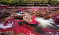 Caño Cristales River of Five Colors Experience (4 Days / 3 Nights) Caño Cristales in Colombia, known as the "River of Five Colors," showcases vibrant red aquatic plants against a backdrop of rocky riverbeds and lush green foliage.