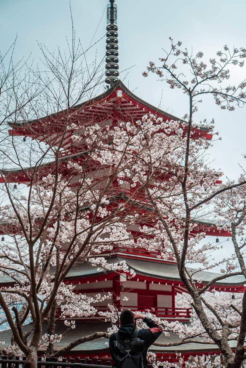 Japan South to North: 1-Month Cherry Blossom Viewing Experience from Kagoshima to Hokkaido
