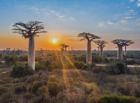 Avenue of the Baobabs in Madagascar with a warm sunset.