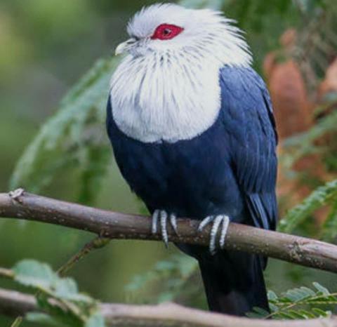 A wonderful trip to the Comoros, exploring birds and nature.