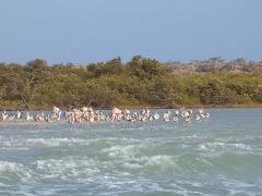 Birding in Colombia - Guajira, Tayrona, and Minca A flock of flamingos stands in a body of water with waves, in front of a shoreline with trees and a clear blue sky.