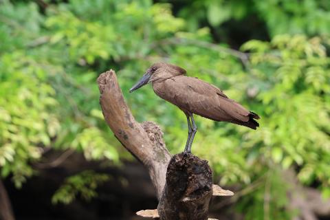 A brown bird with a long beak stands on a broken branch against a green, leafy background.