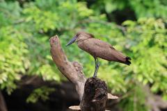 A brown bird with a long beak stands on a broken branch against a green, leafy background.