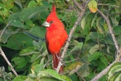 A vibrant red cardinal perches gracefully on a branch, its striking color contrasting with the lush green foliage surrounding it.
