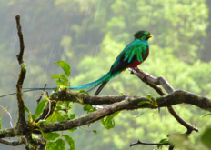Darien Gap, Rainforest, and Culture from Panama A vibrant Resplendent Quetzal, with iridescent green plumage and a long tail, perches on a branch in a lush, rainy rainforest setting.