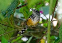 A cute bird with gray head and yellow belly, with black stripes and a long black and white tail, perched on a branch in a lush green environment.