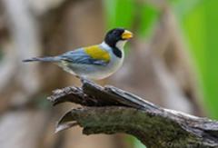 A colorful bird with a black head, yellow beak, and grey body perches on a wooden branch against a backdrop of blurred greenery.