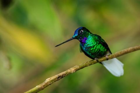 A vibrant hummingbird with a striking green body, purple throat, and brilliant white tail perches gracefully on a branch.