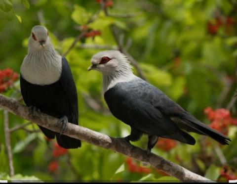 A wonderful trip to the Comoros, exploring birds and nature.