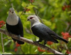 A wonderful trip to the Comoros, exploring birds and nature.