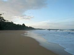 A serene beach scene featuring a sandy shore meeting gentle waves under a cloudy sky near a line of lush trees.