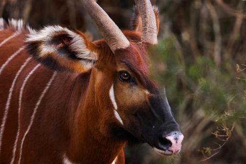 A bongo antelope with striking white stripes on its reddish-brown coat is shown in a close-up shot in the forest.