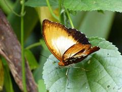 9-Day Cameroon Butterfly Expedition