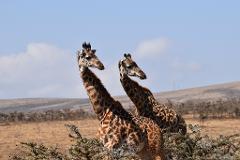 Two giraffes stand among thorny bushes in a golden field under a bright, partly cloudy sky.