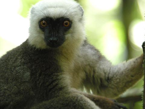 8-Day Masoala National Park Nature and Wildlife Tour