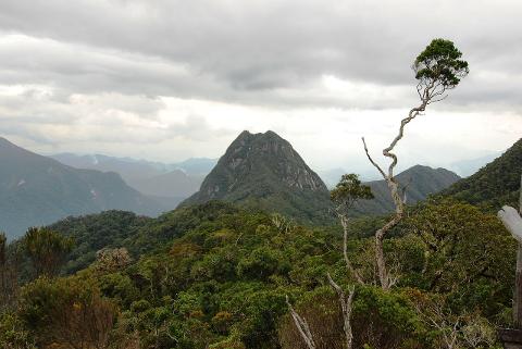 A scenic view of a verdant mountain landscape with a unique, gnarled tree in the foreground, under a cloudy sky.