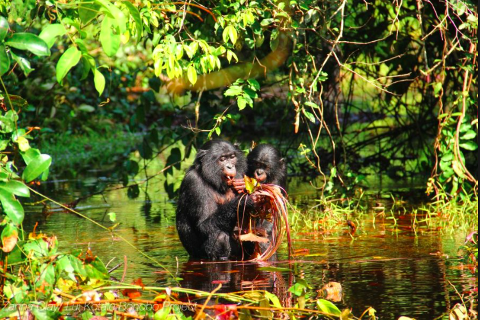 Two bonobos are standing in a shallow body of water surrounded by lush greenery, one of them eating leaves or plant matter.
