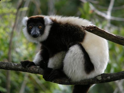 A black and white ruffed lemur sits on a branch, looking directly at the viewer with its bright orange eyes.