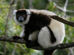 A black and white ruffed lemur sits on a branch, looking directly at the viewer with its bright orange eyes.