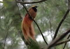 A male Raggiana bird-of-paradise, with vibrant yellow head, black throat, and cascading red-orange flank plumes, perches on a tree branch amid a lush green forest.
