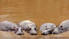 Four hippos are partially submerged in a muddy river, their heads and backs visible.